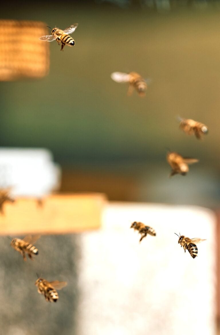 Dealing with a bee infestation in your house? Learn the top warning signs, costly DIY mistakes to avoid, and safe steps to remove the hive.