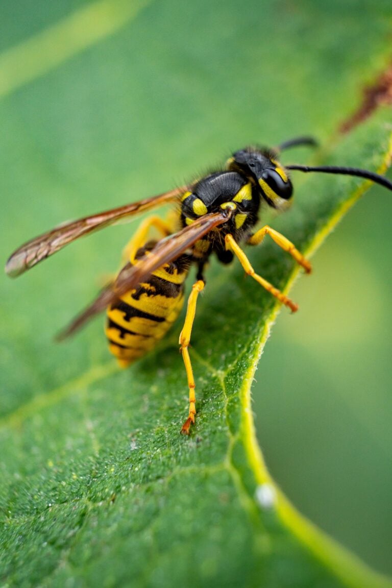 Detailed image of a yellow jacket (Vespula vulgaris) resting on a green leaf in nature. This post shares year-round pest prevention.