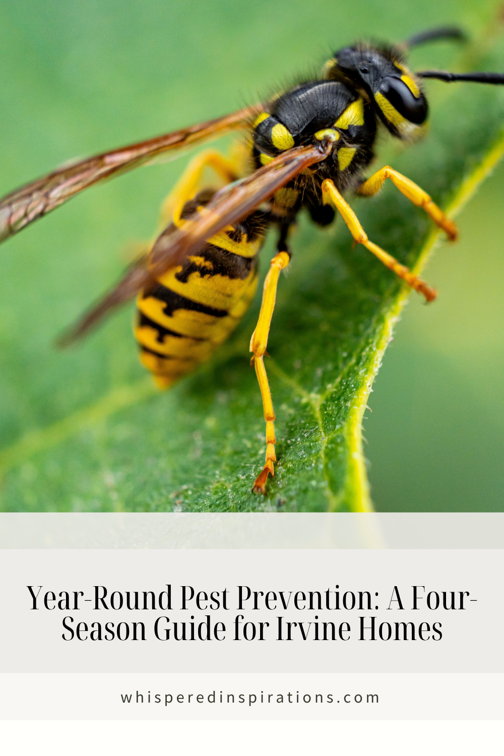 Protect your Irvine home year-round. Learn essential seasonal pest prevention steps, moisture control tips, and smart exclusion methods.