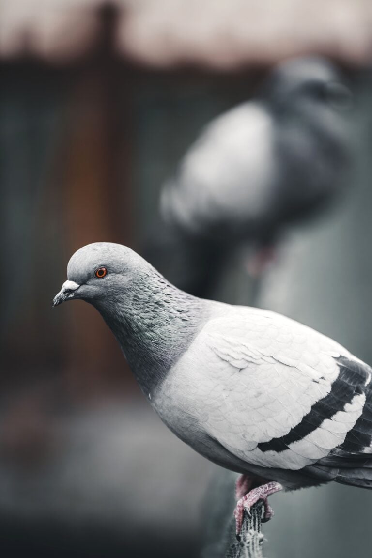 A detailed view of a rock pigeon perched on an outdoor ledge. Ideal for wildlife and nature themes. This article answers the question, how do you stop pigeons without using harmful chemicals?
