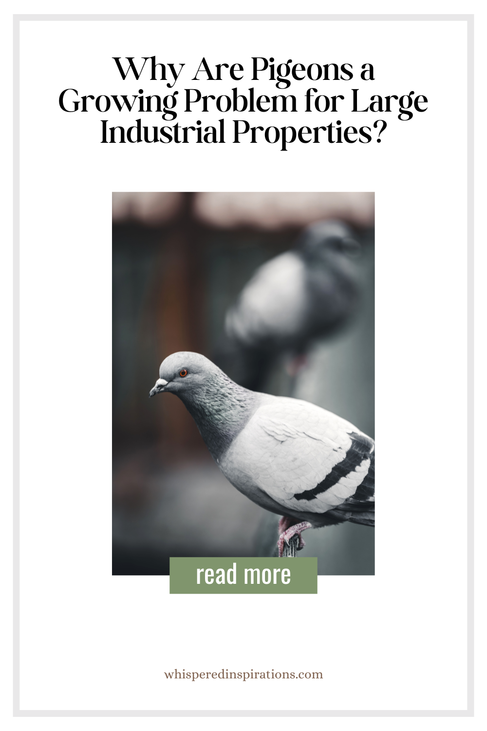 Learn why pigeons a growing problem for properties today, plus effective control solutions for homes and industrial sites.