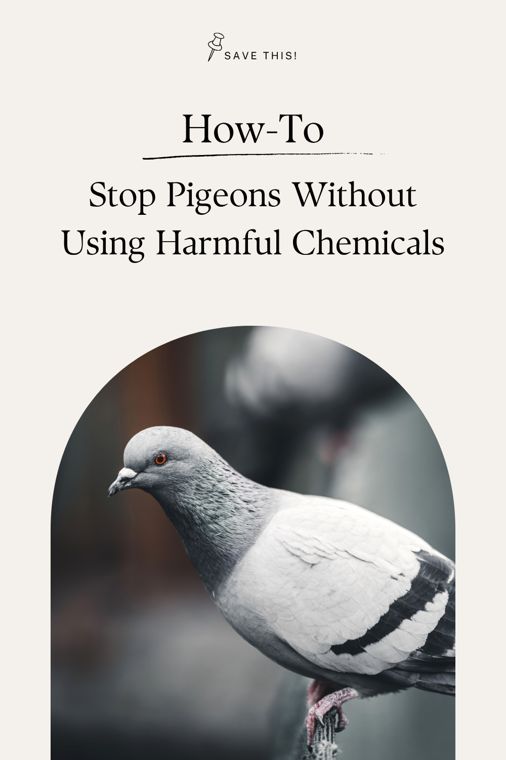 Learn how to stop pigeons safely without toxic chemicals using effective physical deterrents and smart habitat changes.
