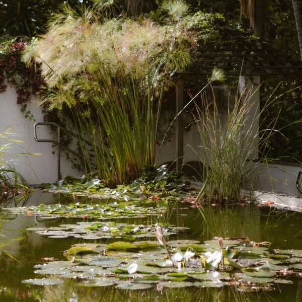 A tranquil pond surrounded by lush greenery and water lilies, reflecting a calm and peaceful ambience. This article gives you causes and fixes if your pond keeps losing water.