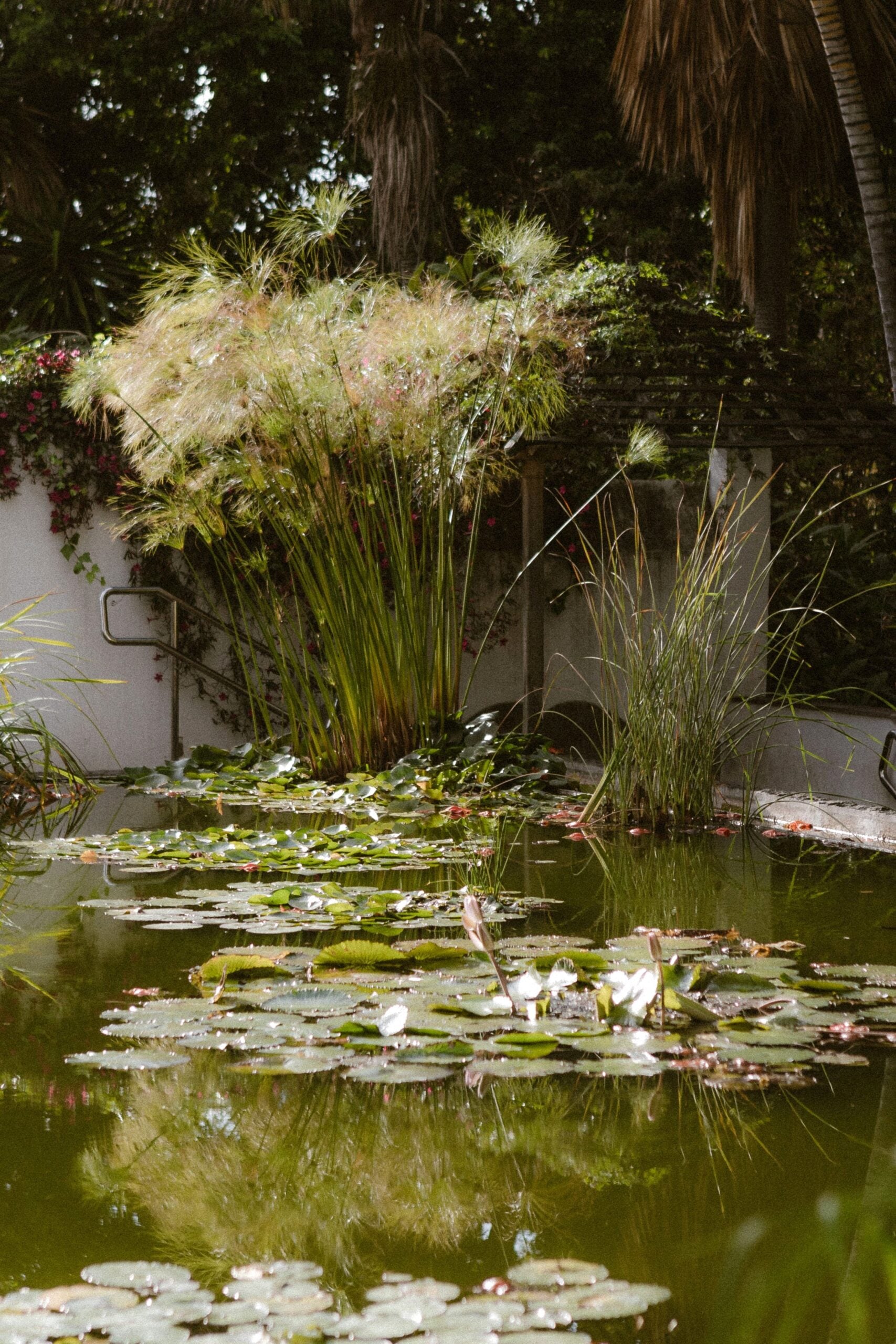 A tranquil pond surrounded by lush greenery and water lilies, reflecting a calm and peaceful ambience. This article gives you causes and fixes if your pond keeps losing water.