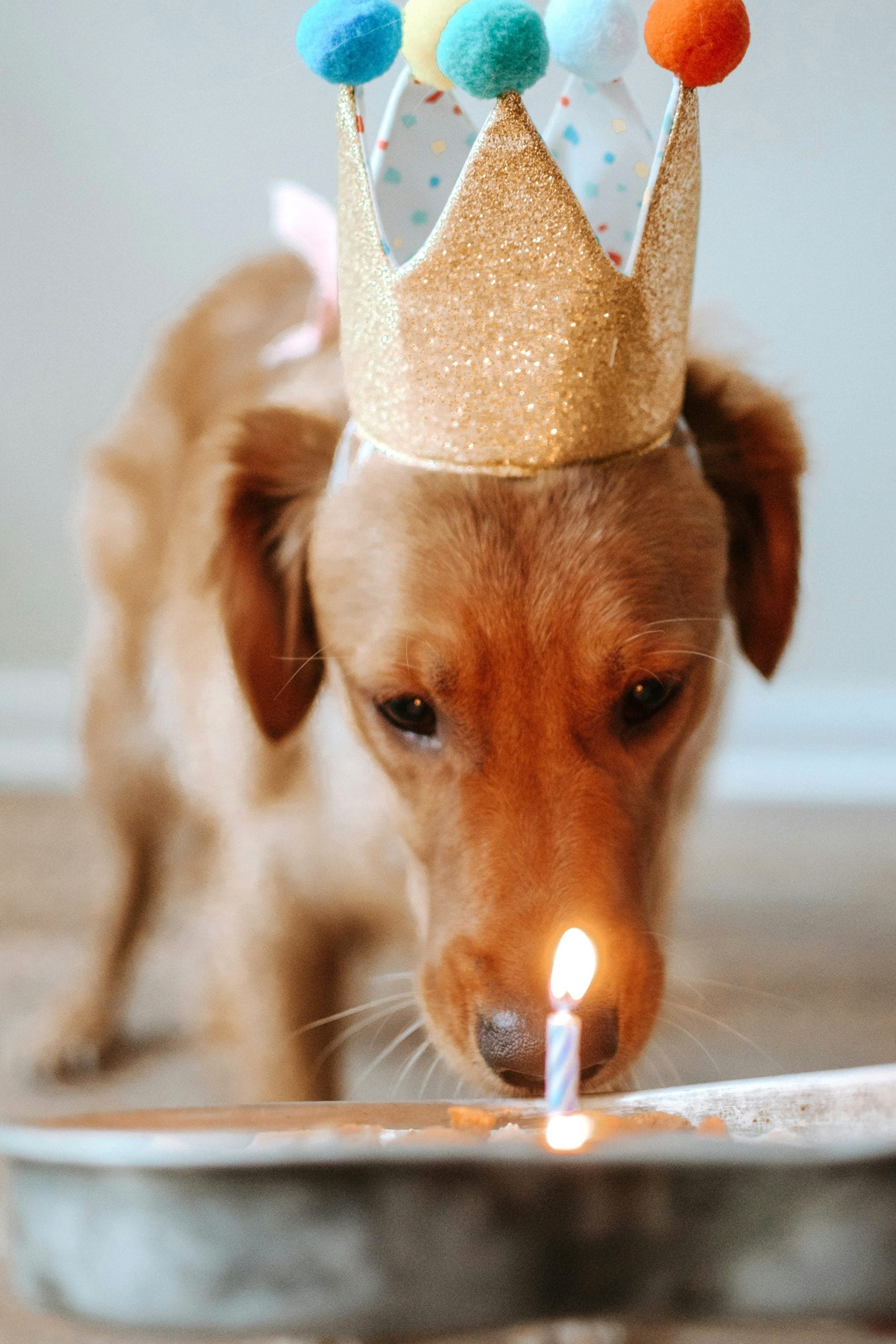 A dog wears a Birthday crown and looks down at a cake with a candle on it. This article shares how to make a 3 ingredient dog cake.