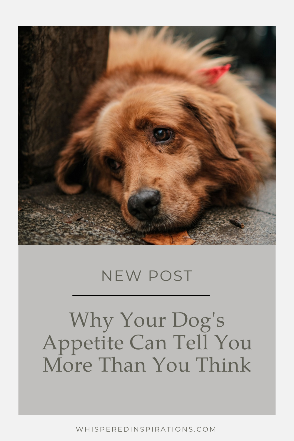 Notice a change in your dog's appetite? Learn what subtle changes mean and when to talk to your veterinarian.