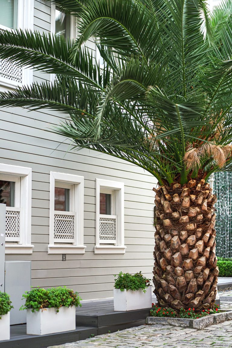 Suburban house with siding and palm tree, perfect residential setting. This article shares what to look for when choosing the best siding for hot climates.