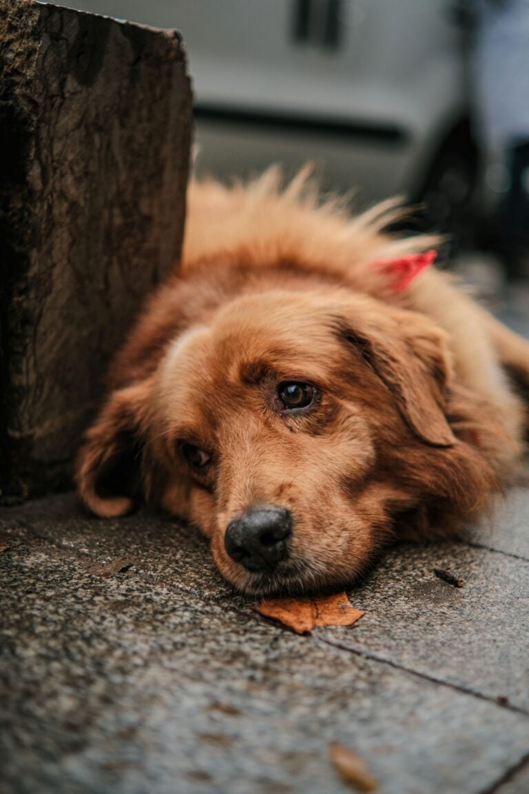 Adorable golden retriever resting on a city sidewalk, looking tired and relaxed. This article covers why your dog's appetite can you tell you more than you think.